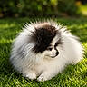 dog, pom, pomernian, fluffy, pet, animal, grass, outdoor, nature, sunlight, portrait, cute, small_dog, fur, canine, relaxing, greenery, garden, daylight, looking_away