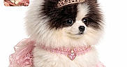 Bella joined the competition — help win amazing prizes! adorable, animal, costume, cute, cute_pet, dog, dress, fluffy, furry, jewelry, necklace, pet, pink, pomeranian, portrait, puppy, sitting, small_dog, tiara, white_background