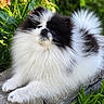 Bella joined the competition — help win amazing prizes! animal, black_and_white, cute, dog, flowers, fluffy, fur, garden, grass, greenery, ledge, nature, outdoor, pet, pomeranian, portrait, relaxed, small_dog, stone, sunlight