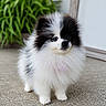 dog, puppy, pomeranian, fluffy, black_and_white, small_dog, outdoor, concrete, plant, pet, cute, fur, portrait, animal, companion, young, standing, curious, adorable, domestic_animal