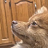 Koko is registered to the contest to win money with this photo: dog, profile, close_up, fluffy, fur, brown, pet, animal, indoor, cabinet, wood, nostril, whiskers, eye, snout, cute, domestic, mammal, portrait, looking