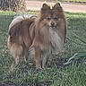 Koko joined the competition — help win amazing prizes! dog, fluffy, grass, tree, outdoor, pet, canine, nature, animal, brown_fur, white_fur, ears, tail, snout, alert, standing, daylight, park, leash, yard