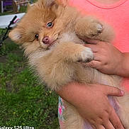 Koko joined the competition — help win amazing prizes! puppy, dog, child, holding, cute, fluffy, outdoor, greenery, pink_shirt, pet, animal, grass, portrait, young, adorable, nature, summer, hands, small, fur