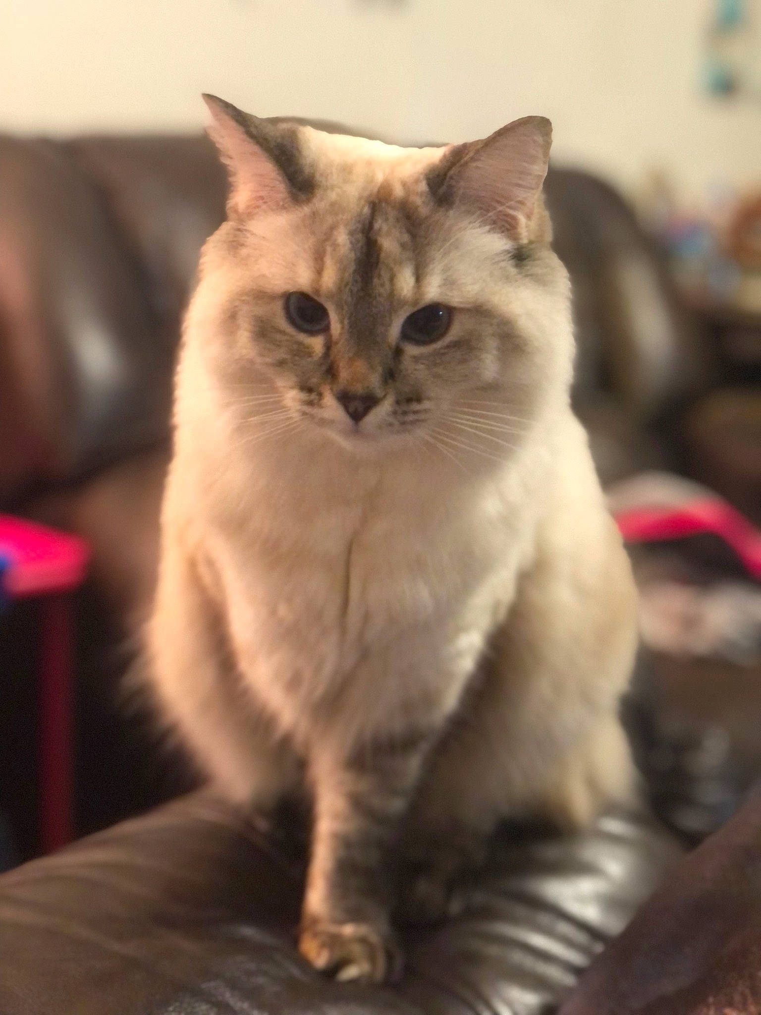 Elsa joined the competition — help win amazing prizes! carnivore, cat, claw, domestic_short_haired_cat, fawn, felidae, fur, paw, sitting, small_to_medium_sized_cats, tail, thai, whiskers, window