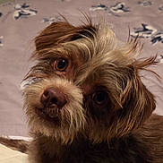 Kody Kash is registered to the contest to win money with this photo: dog, close_up, pet, brown_fur, scruffy, curious, cute, animal, portrait, indoor, bed, blanket, fur, whiskers, ears, face, nose, eye_contact, companion, friendly