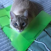 Swarovski participe au concours pour gagner de l'argent avec cette photo : abyssinian, animal, bag, cat, computer, couch, cushion, electronics, face, furniture, head, homedecor, kitten, laptop, manx, pc, person, pet, purple, siamese