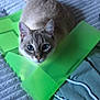abyssinian, animal, bag, cat, computer, couch, cushion, electronics, face, furniture, head, homedecor, kitten, laptop, manx, pc, person, pet, purple, siamese