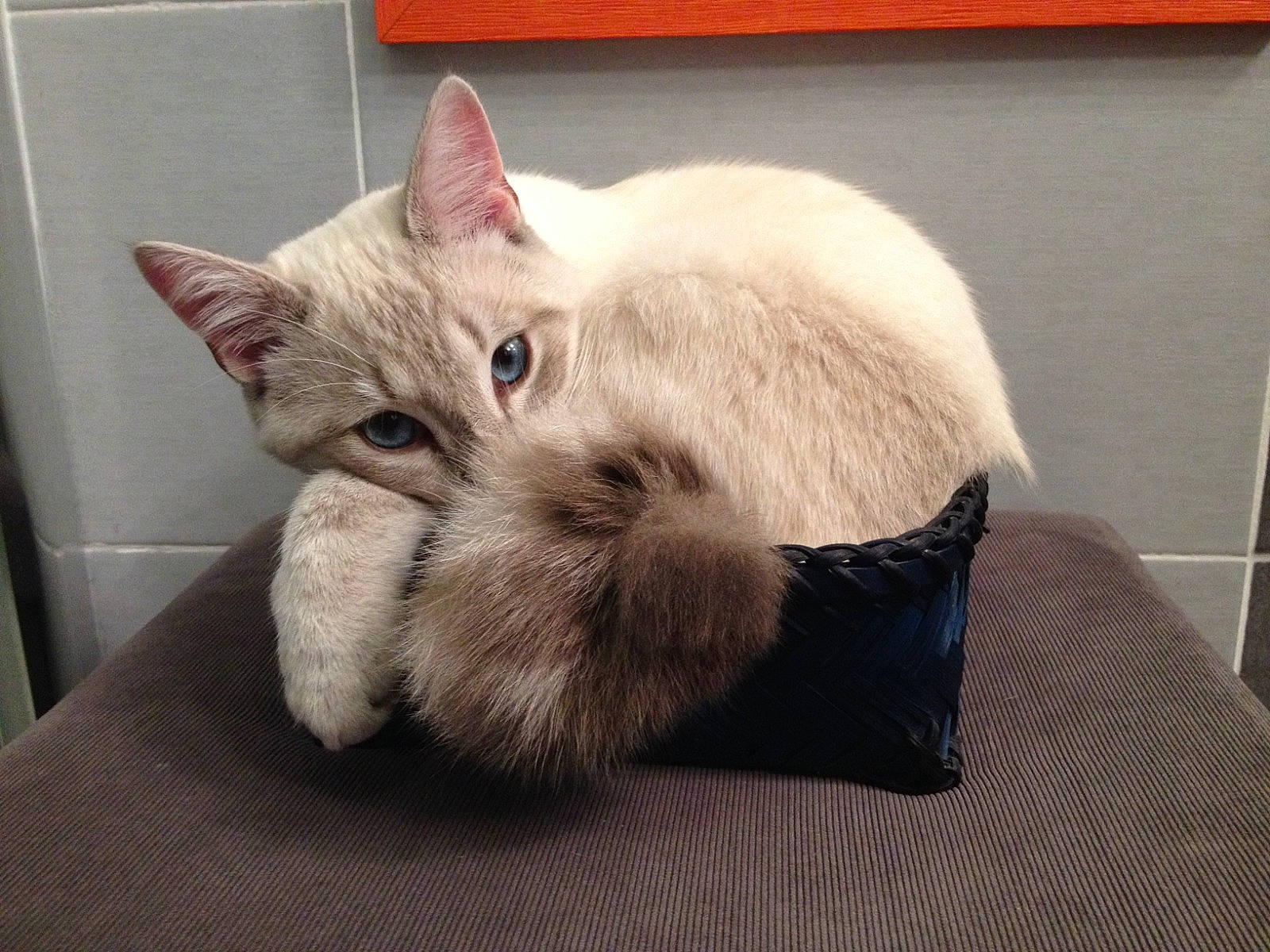 Swarovski participe au concours pour gagner de l'argent avec cette photo : carnivore, cat, cat_bed, claw, comfort, domestic_short_haired_cat, ear, fawn, felidae, foot, fur, nap, paw, sleep, small_to_medium_sized_cats, snout, tail, whiskers