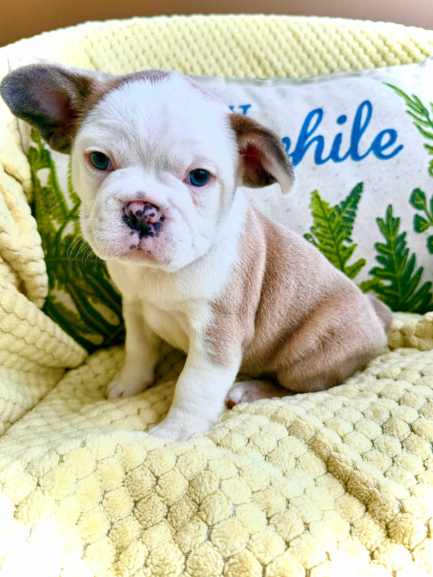 Mateo