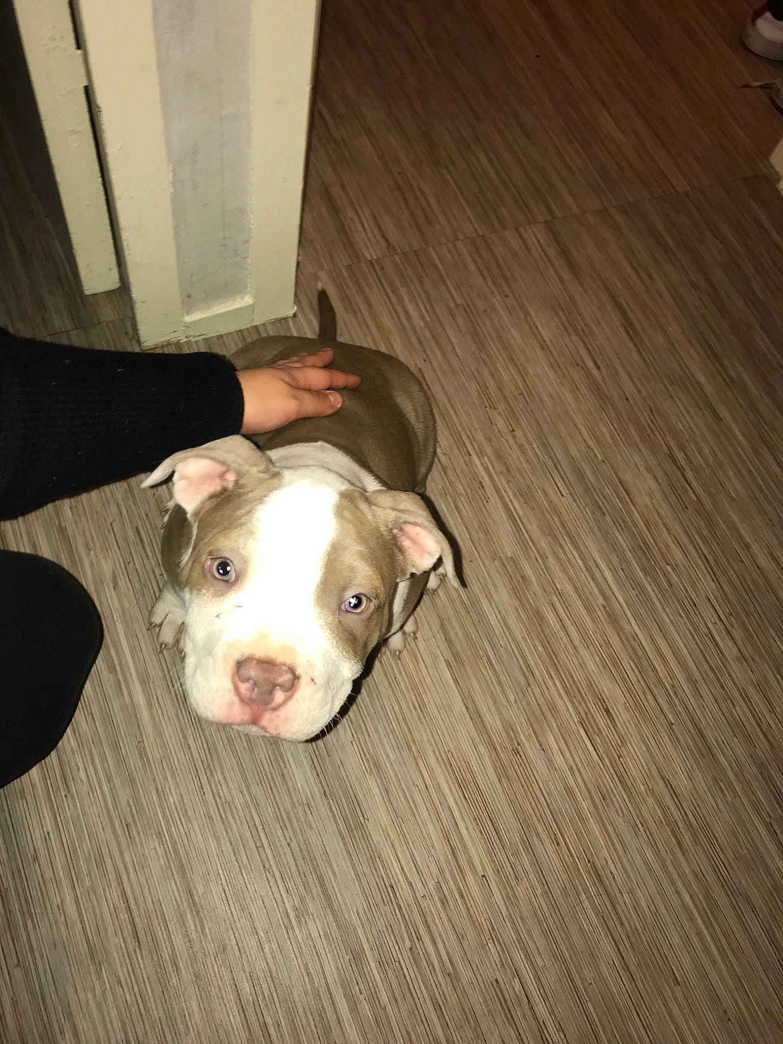 Jocker a rejoint le concours — aidez-le/la à gagner de superbes lots ! american_bulldog, american_pit_bull_terrier, american_staffordshire_terrier, bulldog, canidae, carnivore, companion_dog, dog, dog_breed, fawn, floor, mammal, non_sporting_group, pit_bull, puppy, rare_breed_dog, valley_bulldog, vertebrate