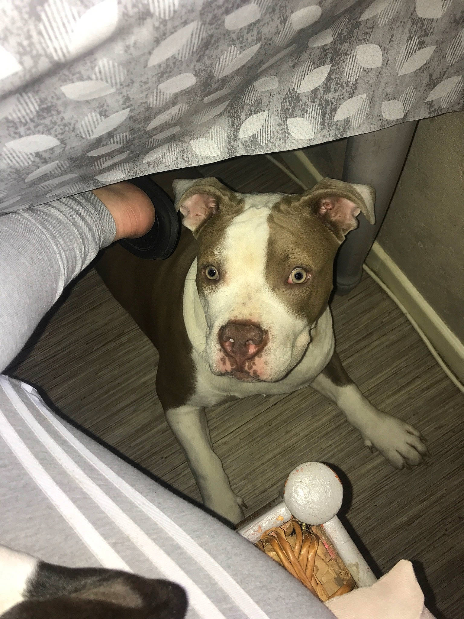 Jocker a rejoint le concours — aidez-le/la à gagner de superbes lots ! american_bulldog, american_pit_bull_terrier, american_staffordshire_terrier, bull_and_terrier, canidae, carnivore, dog, dog_breed, ear, fawn, mammal, non_sporting_group, nose, pit_bull, rare_breed_dog, snout, staffordshire_bull_terrier