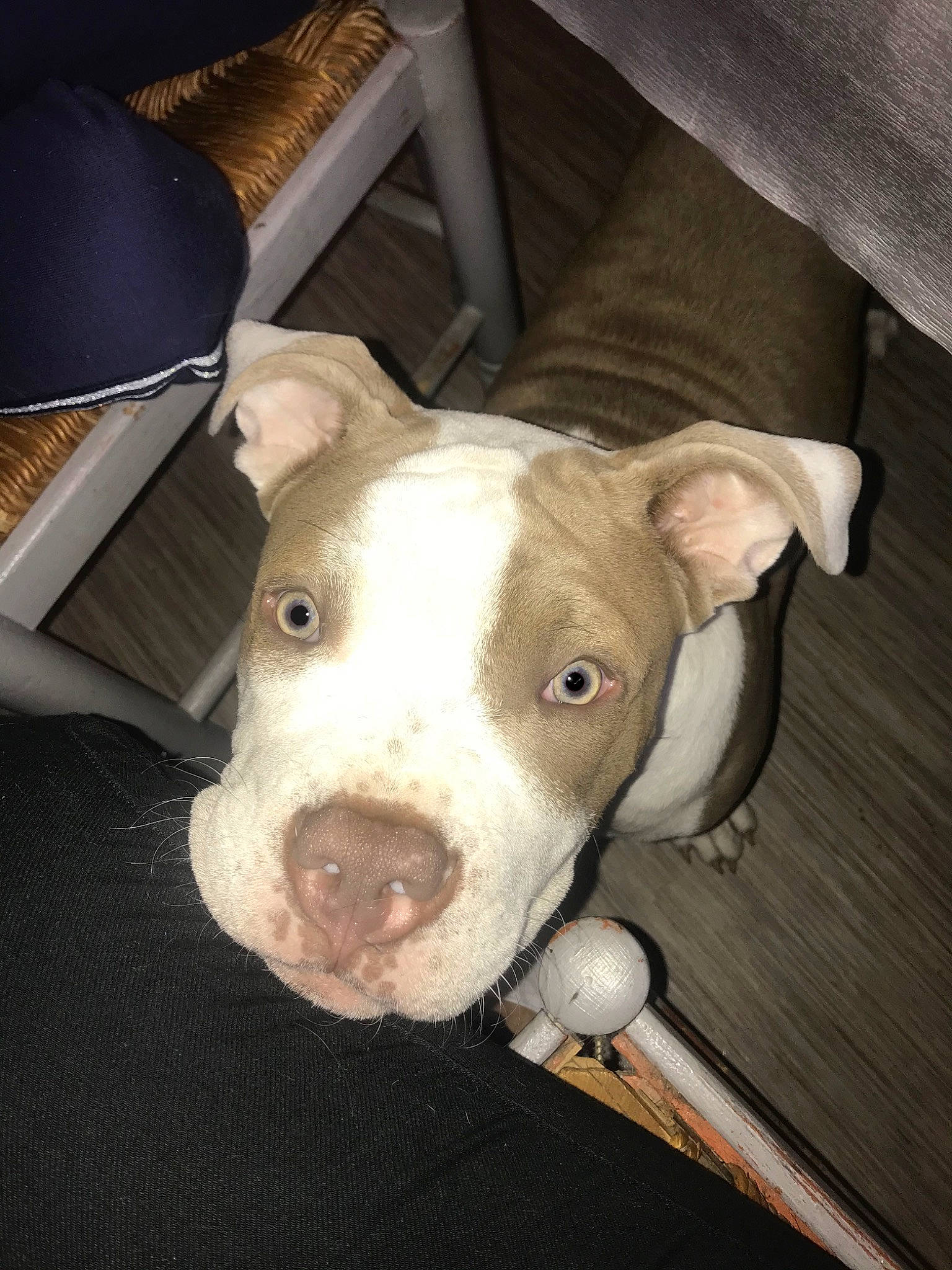 Jocker a rejoint le concours — aidez-le/la à gagner de superbes lots ! american_pit_bull_terrier, american_staffordshire_terrier, bull_and_terrier, canidae, carnivore, dog, dog_breed, ear, fawn, floor, mammal, non_sporting_group, nose, old_english_terrier, pit_bull, rare_breed_dog, snout, vertebrate, whiskers