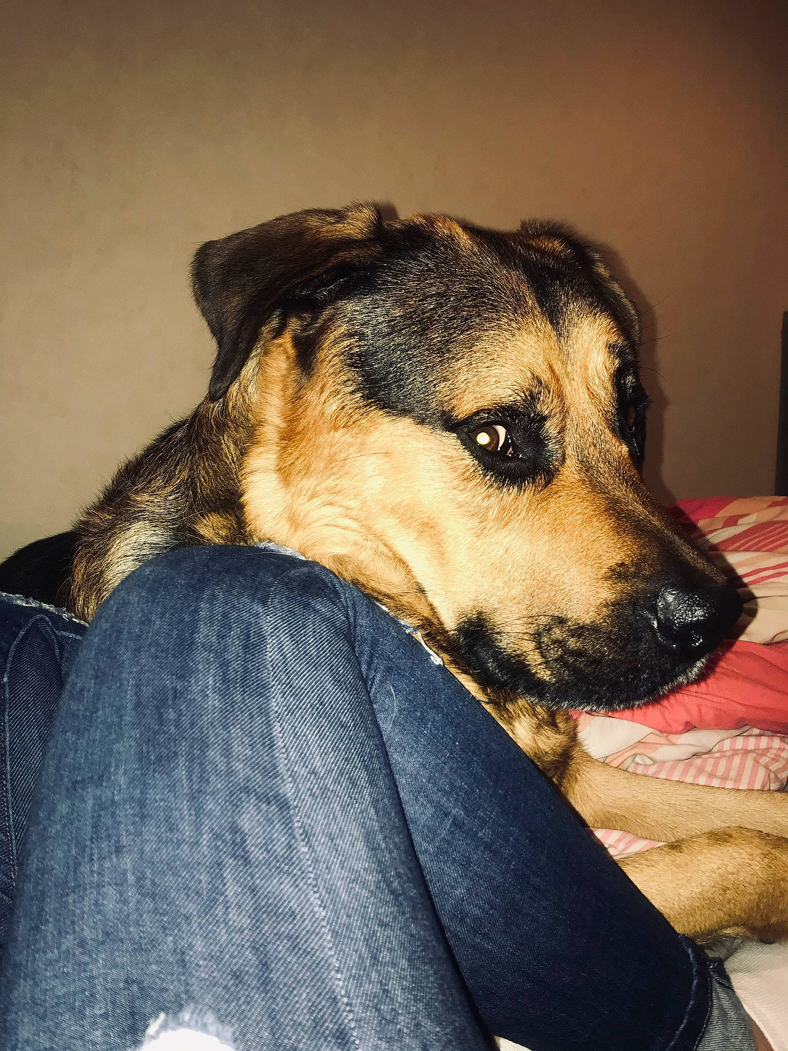 Hannibal participe au concours pour gagner de l'argent avec cette photo : canidae, carnivore, companion_dog, dog, dog_breed, ear, fawn, nose, potcake_dog, snout, whiskers