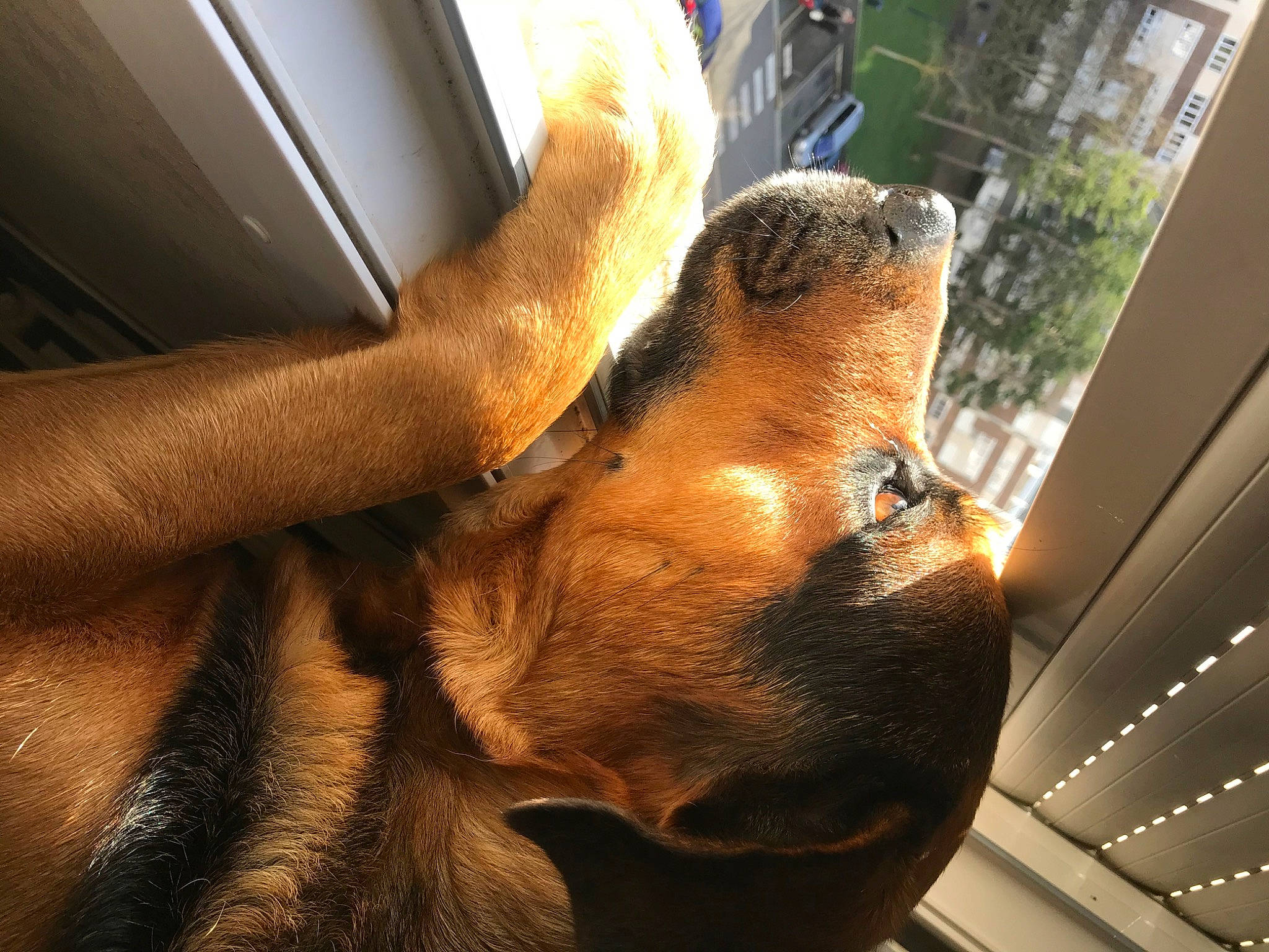 Hannibal participe au concours pour gagner de l'argent avec cette photo : canidae, carnivore, ear, fawn, hand, nose, snout