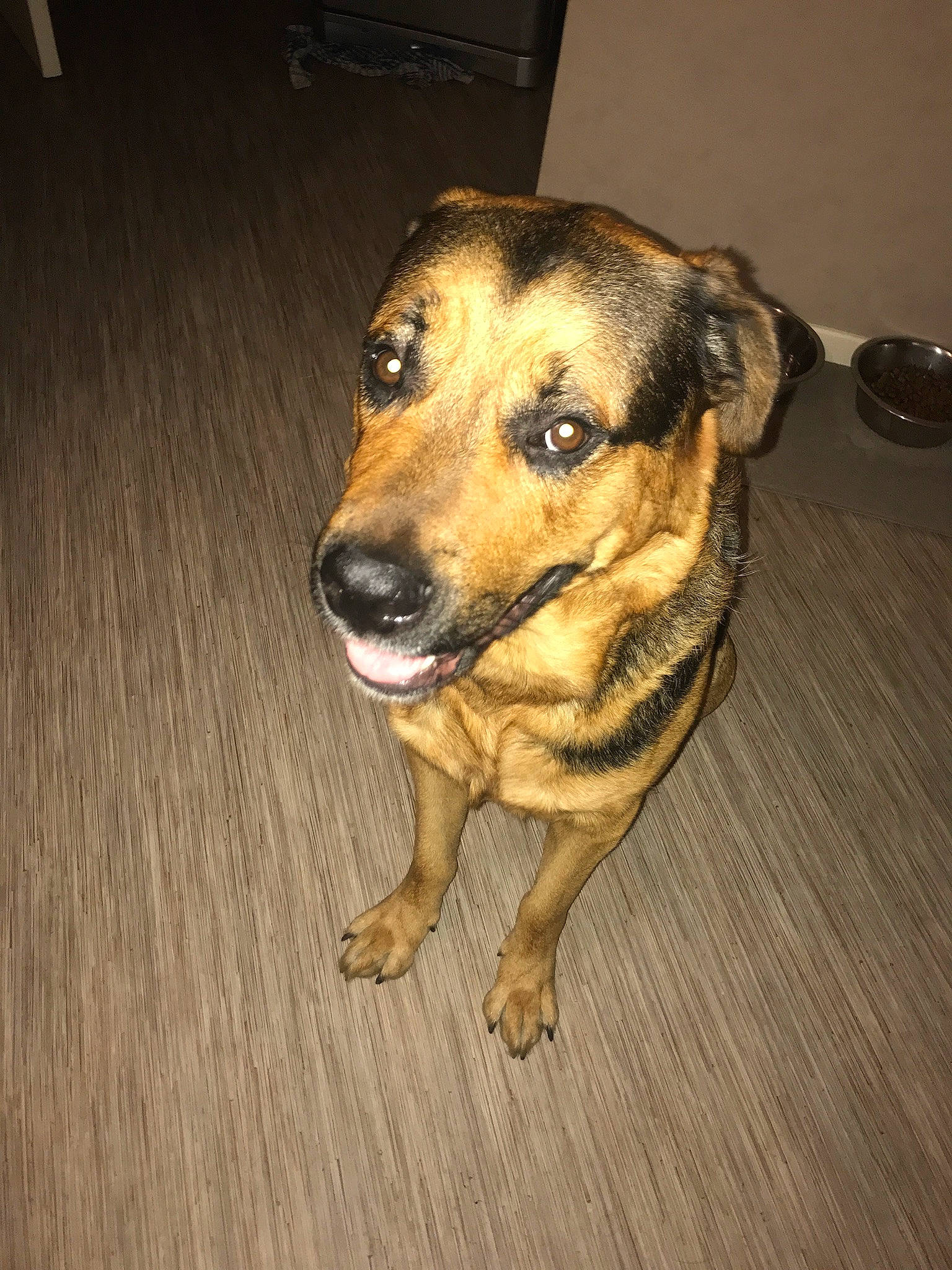 Hannibal participe au concours pour gagner de l'argent avec cette photo : canidae, carnivore, dog, dog_breed, fawn, floor, flooring, huntaway, mammal, paw, potcake_dog, rare_breed_dog, snout, street_dog, vertebrate, whiskers, working_dog