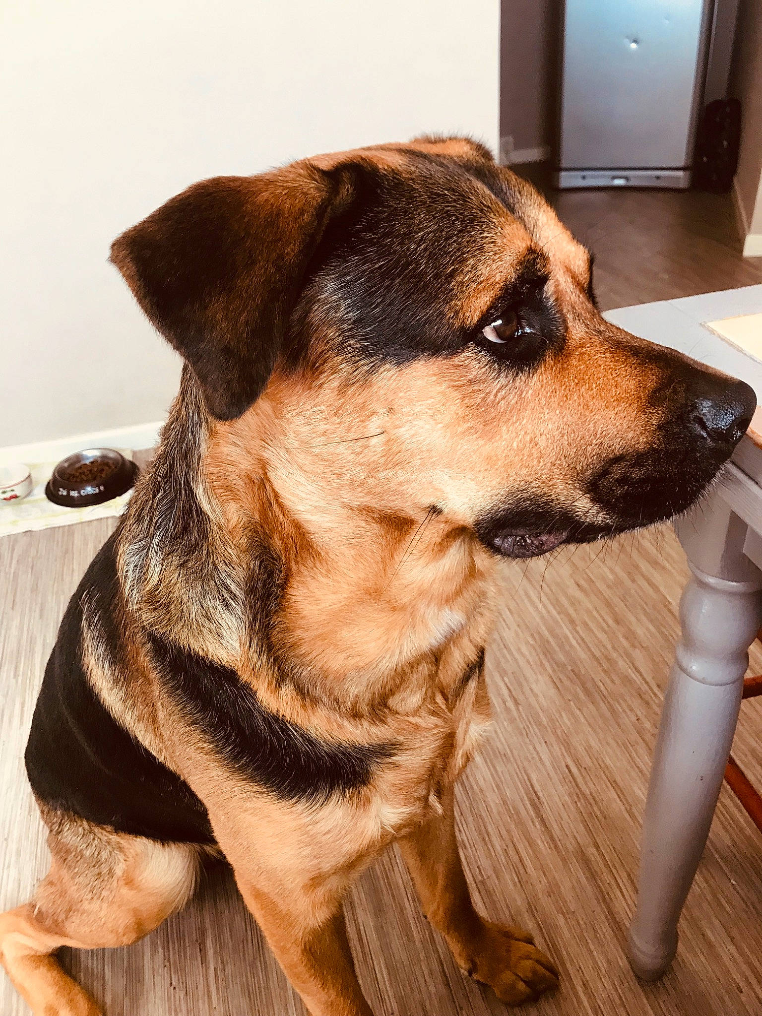 Hannibal participe au concours pour gagner de l'argent avec cette photo : black_and_tan_terrier, canidae, carnivore, companion_dog, dog, dog_breed, fawn, mammal, potcake_dog, puppy, rare_breed_dog, snout, sporting_group, whiskers