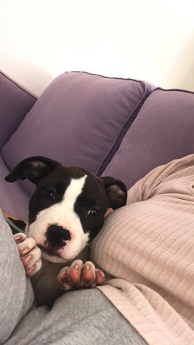 Lyna participe au concours pour gagner de l'argent avec cette photo : american_pit_bull_terrier, american_staffordshire_terrier, boston_terrier, canidae, carnivore, companion_dog, dog, dog_breed, fawn, mammal, non_sporting_group, pit_bull, puppy, puppy_love, snout, vertebrate