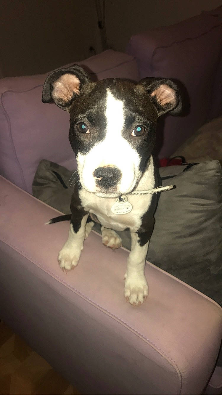 Lyna participe au concours pour gagner de l'argent avec cette photo : american_pit_bull_terrier, american_staffordshire_terrier, canidae, carnivore, companion_dog, dog, dog_breed, fawn, mammal, non_sporting_group, pit_bull, puppy, snout, sporting_group, staffordshire_bull_terrier, vertebrate, whiskers