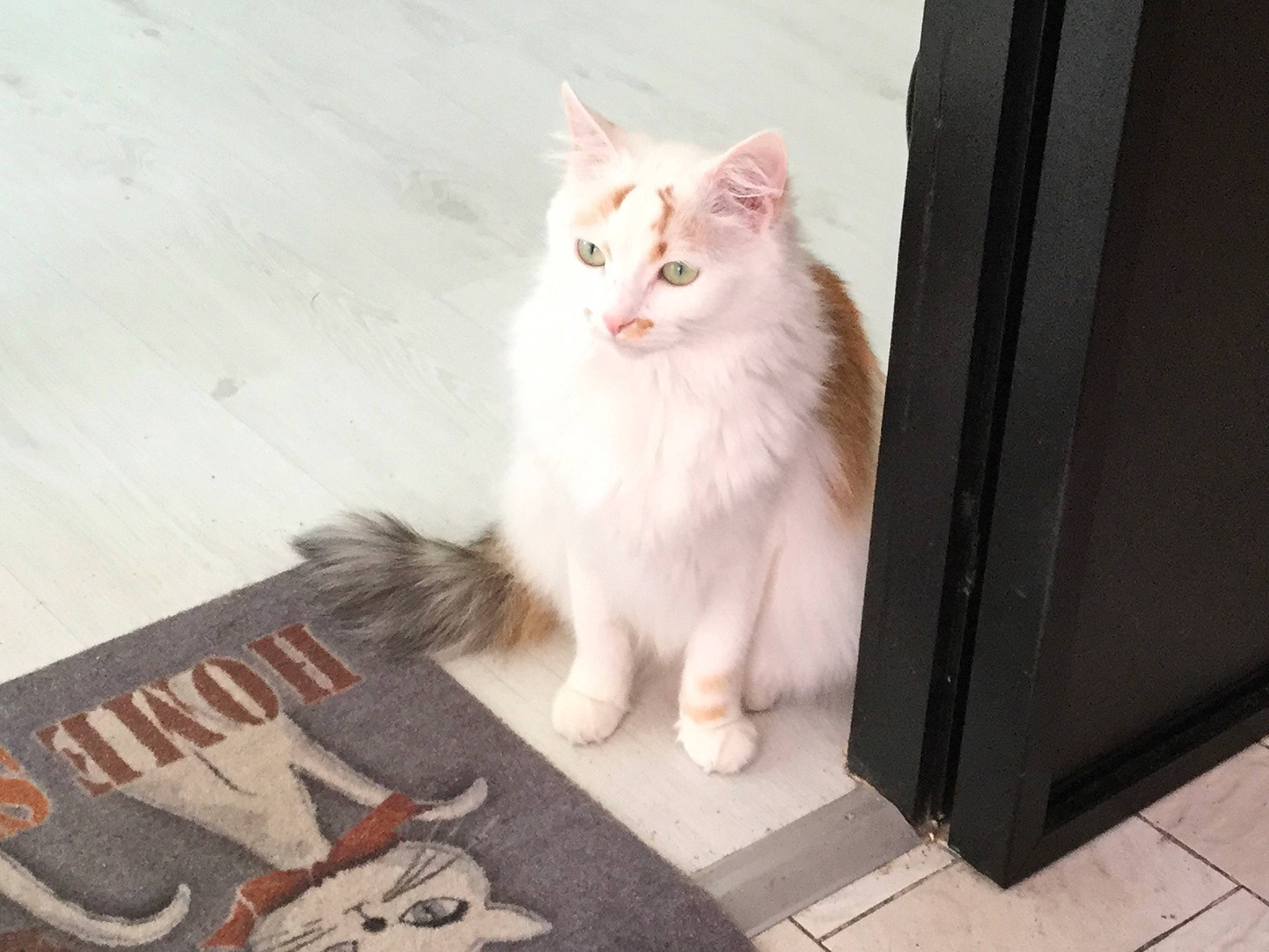 Isa a rejoint le concours — aidez-le/la à gagner de superbes lots ! aegean_cat, american_curl, british_semi_longhair, carnivore, cat, domestic_long_haired_cat, eye, felidae, fur, kitten, leg, mammal, norwegian_forest_cat, polydactyl_cat, ragamuffin, small_to_medium_sized_cats, tail, turkish_angora, turkish_van, whiskers