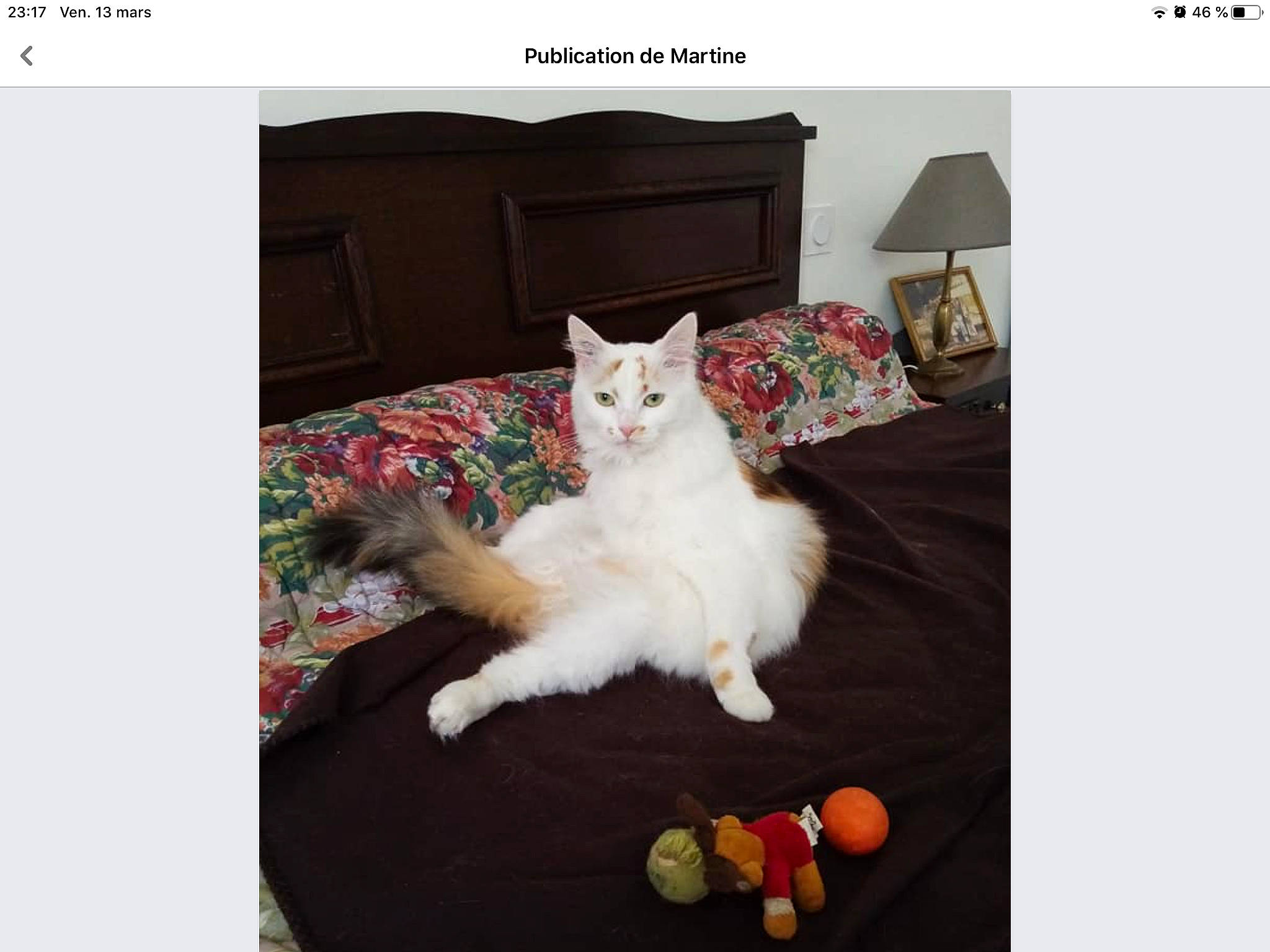 Isa participe au concours pour gagner de l'argent avec cette photo : carnivore, cat, felidae, fur, furniture, kitten, maine_coon, mammal, paw, photo_caption, polydactyl_cat, ragdoll, small_to_medium_sized_cats, square, tail, turkish_angora, turkish_van, whiskers