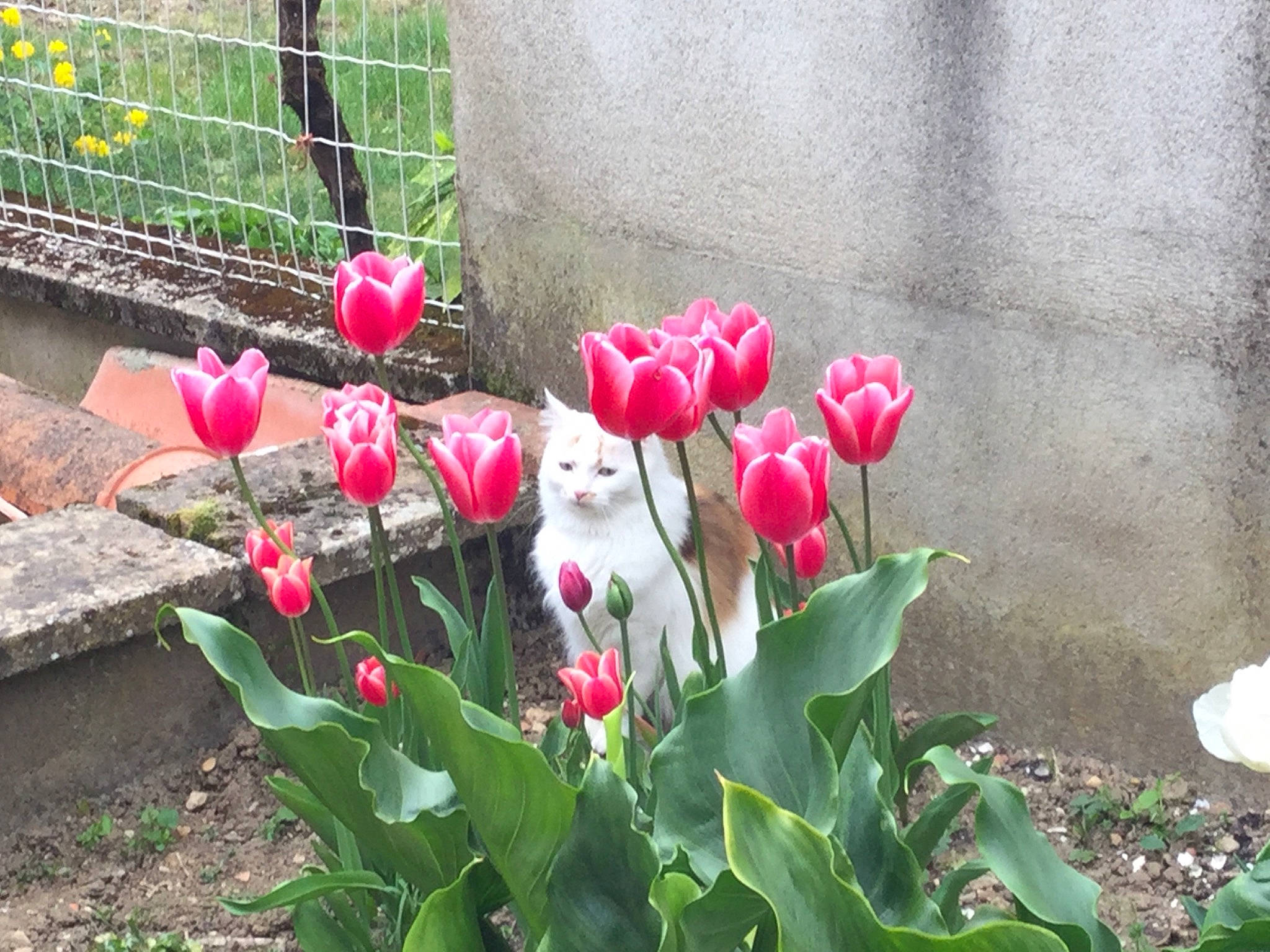 Isa a rejoint le concours — aidez-le/la à gagner de superbes lots ! annual_plant, botany, bud, flower, flowering_plant, garden, landscaping, leaf, lily_family, perennial_plant, petal, plant, plant_stem, plantation, spring, tulip