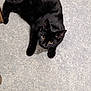 Moogly a rejoint le concours — aidez-le/la à gagner de superbes lots ! animal, blackcat, cat, kitten, manx, pet