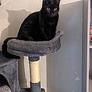 Moogly a rejoint le concours — aidez-le/la à gagner de superbes lots ! abyssinian, animal, armchair, blackcat, blanket, cat, chair, furniture, kitten, manx, pet, shelf