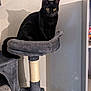 abyssinian, animal, armchair, blackcat, blanket, cat, chair, furniture, kitten, manx, pet, shelf