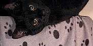 Moogly participe au concours pour gagner de l'argent avec cette photo : animal, blackcat, blanket, canine, cat, cheetah, chihuahua, coyote, cushion, doctor, dog, homedecor, kitten, labradorretriever, lemur, panther, pattern, person, pet, snout