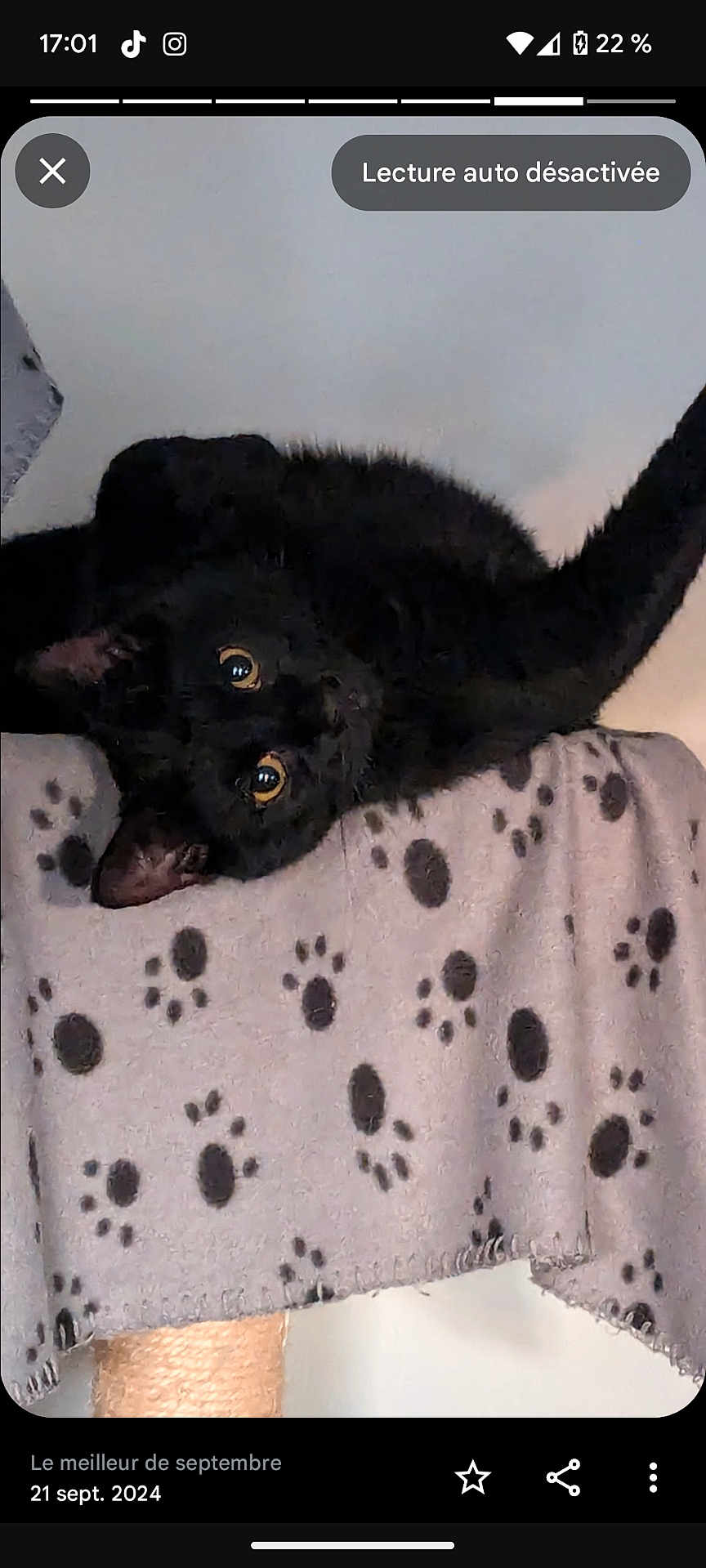 Moogly participe au concours pour gagner de l'argent avec cette photo : animal, blackcat, blanket, canine, cat, cheetah, chihuahua, coyote, cushion, doctor, dog, homedecor, kitten, labradorretriever, lemur, panther, pattern, person, pet, snout