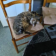 Fripouille a rejoint le concours — aidez-le/la à gagner de superbes lots ! carnivore, cat, chair, comfort, couch, domestic_short_haired_cat, felidae, floor, flooring, fur, grey, hardwood, house, living_room, room, small_to_medium_sized_cats, tail, terrestrial_animal, whiskers, wood