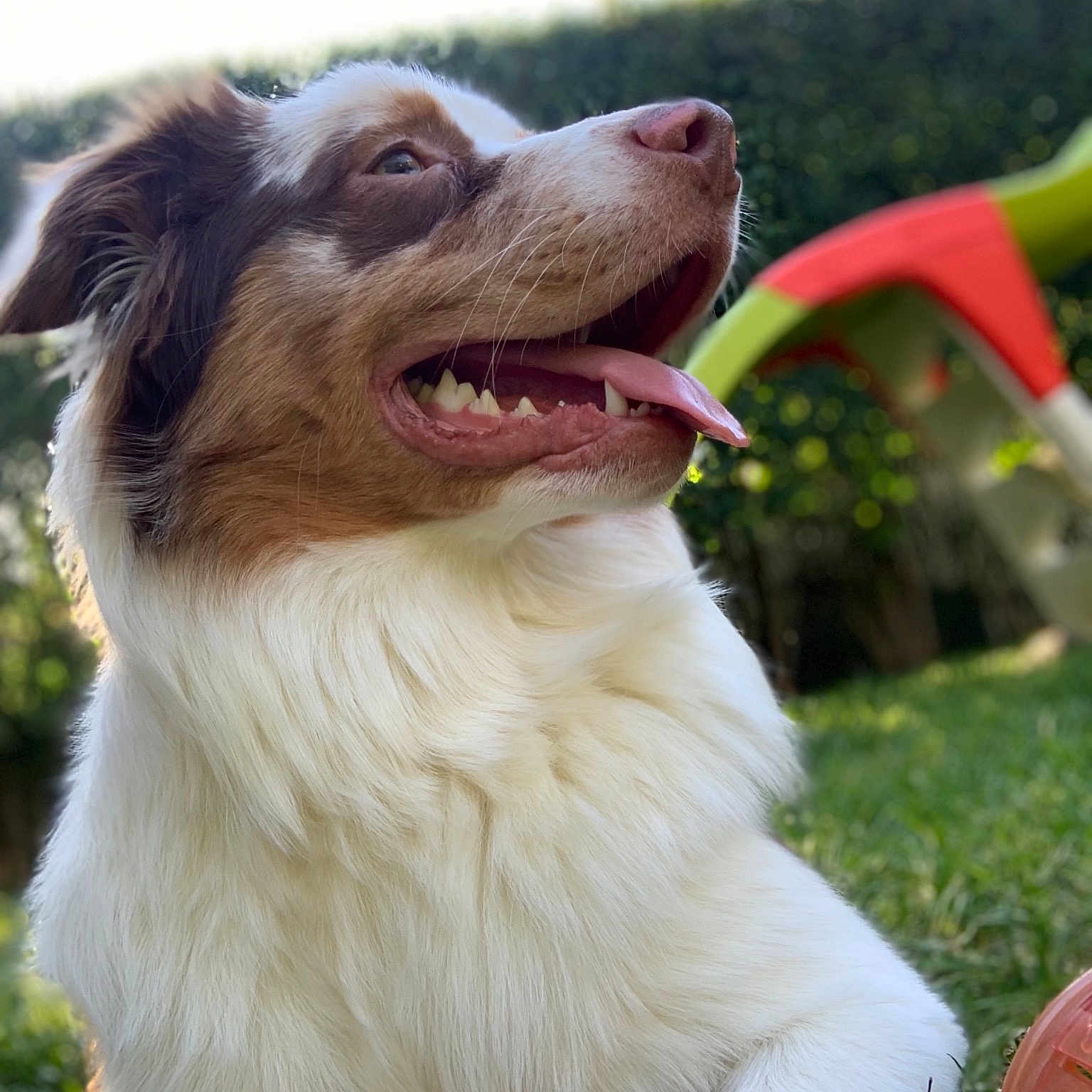 Sam