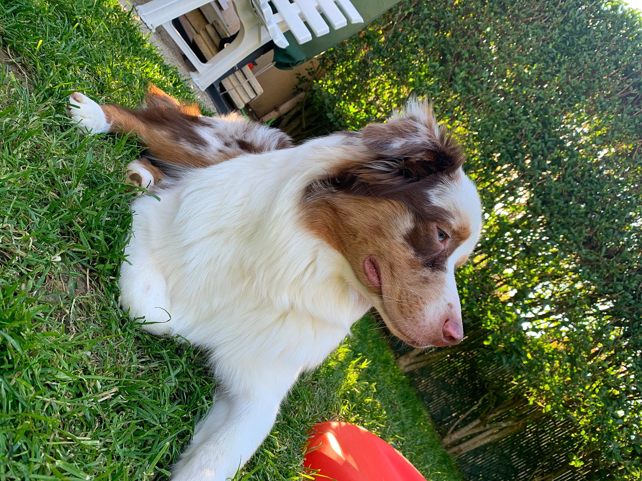 Sam participe au concours pour gagner de l'argent avec cette photo : canidae, carnivore, collie, companion_dog, dog, dog_breed, grass, mammal, plant, rough_collie, shetland_sheepdog, vertebrate