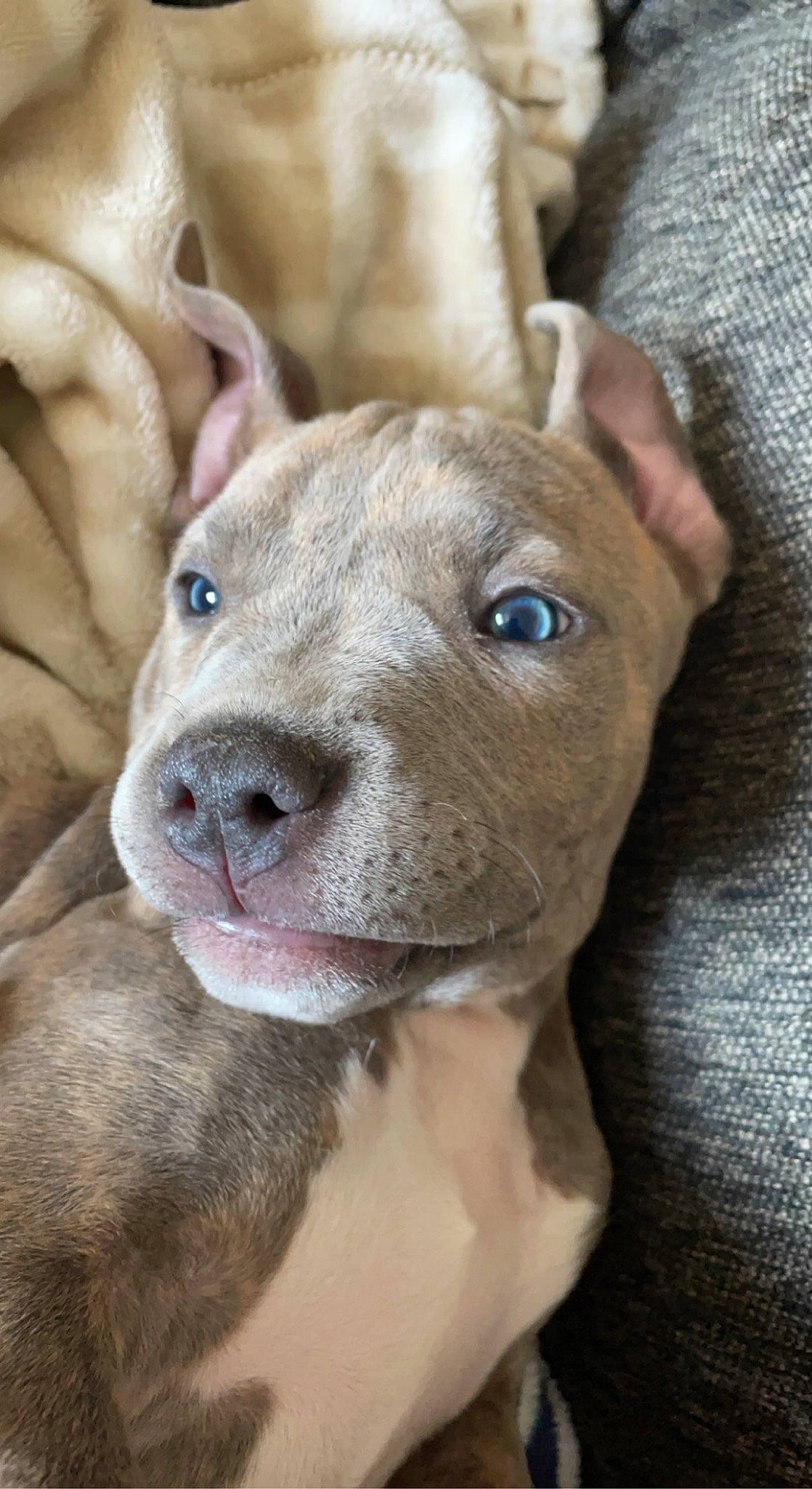 Trinity joined the competition — help win amazing prizes! canidae, carnivore, collar, comfort, companion_dog, dog, dog_breed, ear, fawn, fur, liver, non_sporting_group, pit_bull, puppy, snout, sporting_group, terrestrial_animal, whiskers, working_animal, wrinkle