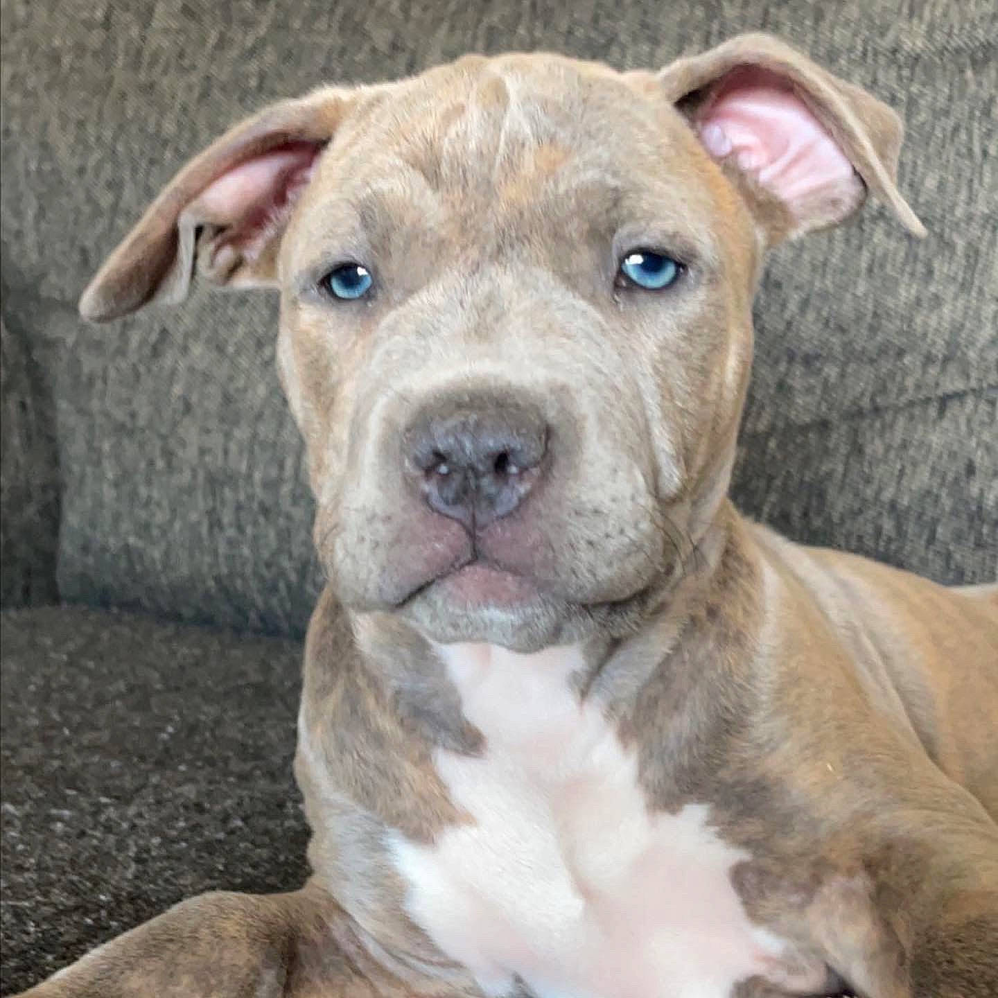 Trinity joined the competition — help win amazing prizes! ancient_dog_breeds, canidae, carnivore, collar, companion_dog, cordoba_fighting_dog, dog, dog_breed, fawn, molosser, non_sporting_group, scar, snout, sporting_group, terrestrial_animal, whiskers, working_animal, wrinkle