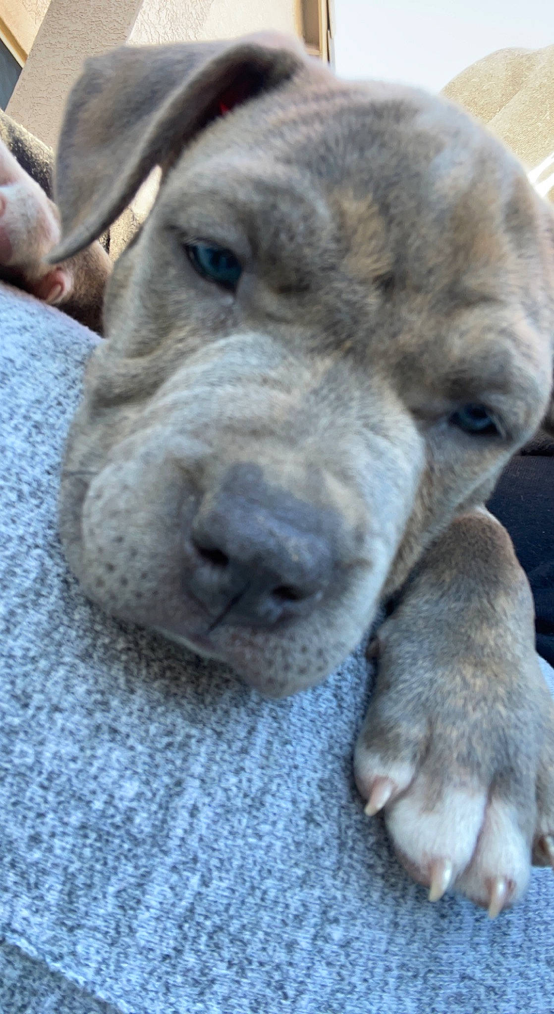 Trinity joined the competition — help win amazing prizes! ancient_dog_breeds, canidae, carnivore, companion_dog, dog, dog_breed, fawn, fur, grey, liver, non_sporting_group, puppy, snout, sporting_group, terrestrial_animal, whiskers, wildlife, working_animal, working_dog, wrinkle