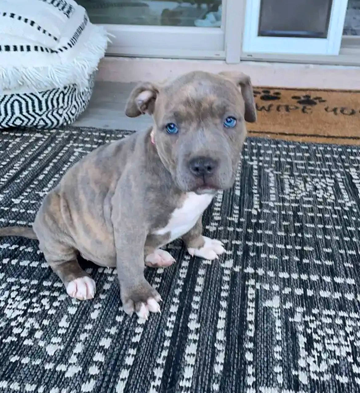 Trinity joined the competition — help win amazing prizes! blue, canidae, carnivore, collar, comfort, companion_dog, dog, dog_breed, fawn, grey, guard_dog, paw, snout, sporting_group, terrestrial_animal, toy_dog, whiskers, wood, working_animal, wrinkle