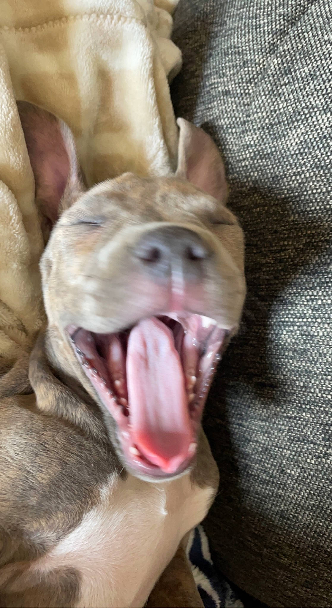 Trinity joined the competition — help win amazing prizes! canidae, carnivore, companion_dog, dog, dog_breed, ear, fang, fawn, fur, jaw, liver, shout, snout, sporting_group, terrestrial_animal, tongue, whiskers, wildlife, working_animal, yawn
