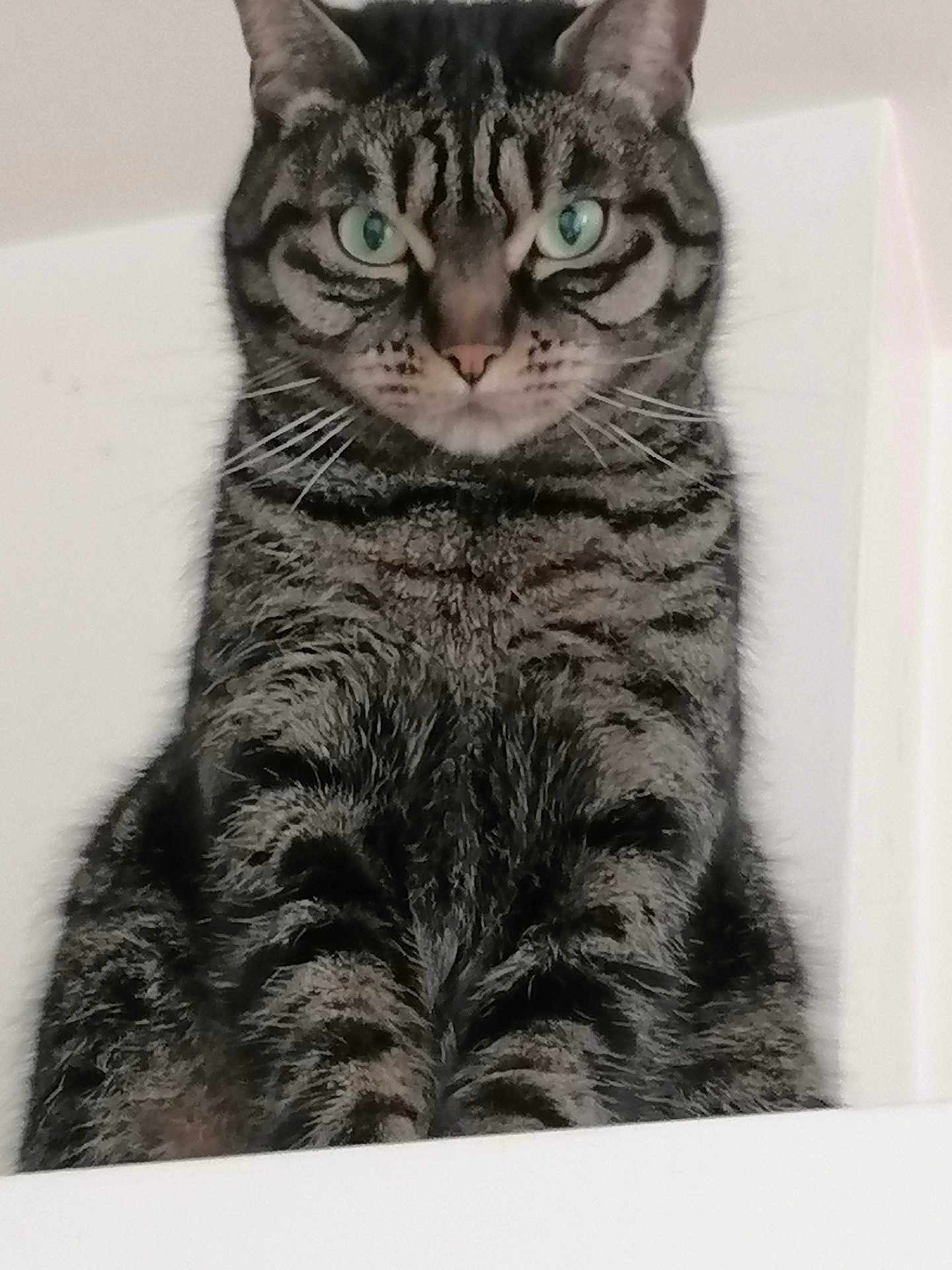 Orange participe au concours pour gagner de l'argent avec cette photo : cat, tabby_cat, green_eyes, fur, whiskers, pet, animal, indoor, close_up, face, ears, sitting, looking, feline, striped, domestic_cat, cute, portrait, mammal, alert