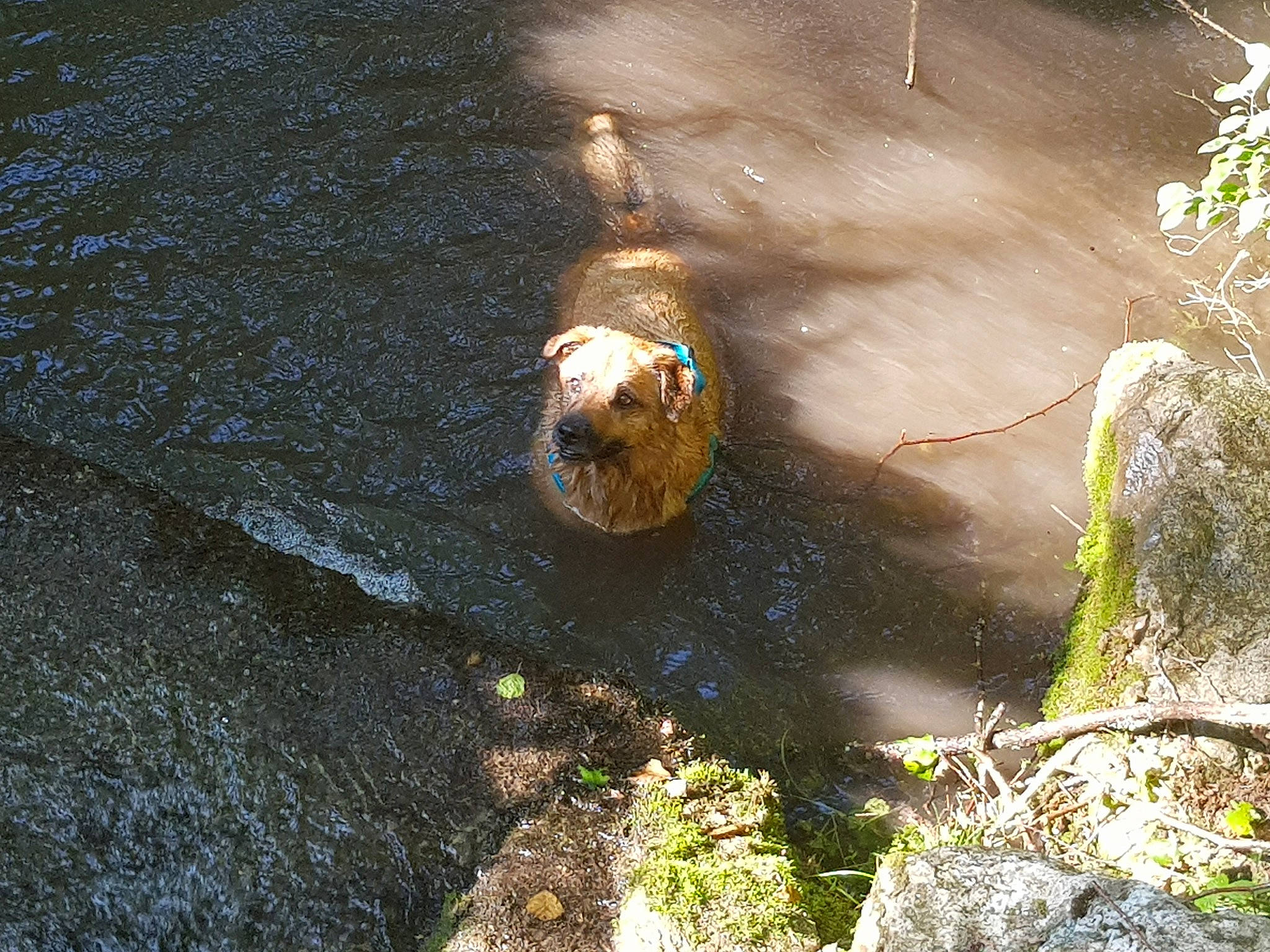 Haika participe au concours pour gagner de l'argent avec cette photo : bank, canidae, carnivore, creek, river, sporting_group, stream, sunlight, water, water_resources, watercourse