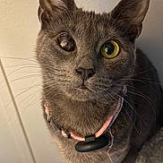 Morra is registered to the contest to win money with this photo: cat, gray_cat, close_up, portrait, pet, animal, feline, whiskers, collar, pink_collar, indoor, curious, face, ears, fur, yellow_eye, one_eye_closed, looking_up, domestic_cat, cute