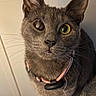 cat, gray_cat, close_up, portrait, pet, animal, feline, whiskers, collar, pink_collar, indoor, curious, face, ears, fur, yellow_eye, one_eye_closed, looking_up, domestic_cat, cute