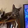 Morra joined the competition — help win amazing prizes! cat, gray_cat, one_eye, shelf, books, papers, indoor, relaxed, pet, feline, wooden_shelf, curious, cozy, domestic, animal, fur, whiskers, collar, resting, portrait