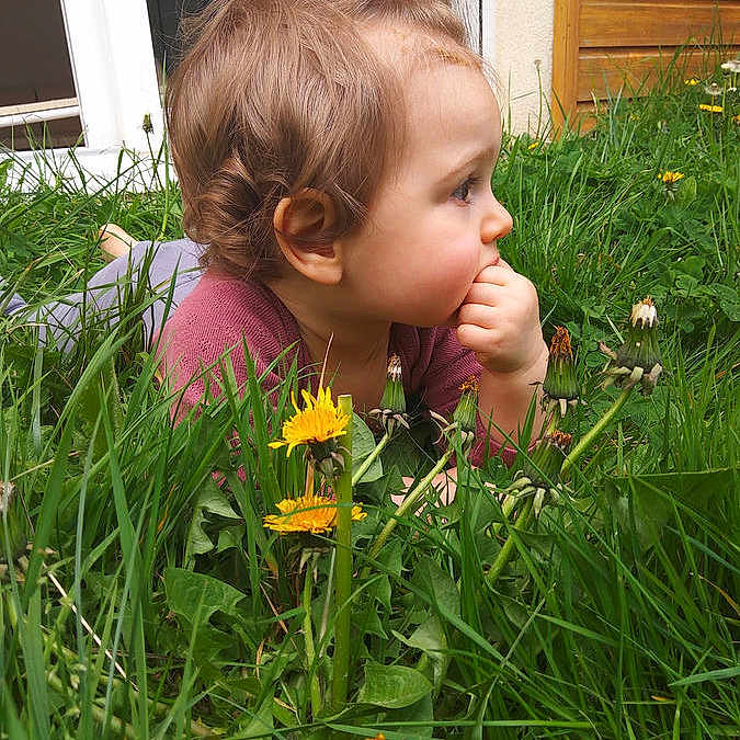 Lou participe au concours pour gagner de l'argent avec cette photo : candid, casual_clothing, child, curious, dandelion, daylight, flower, flower_bed, garden, grass, greenery, hair_tie, house, nature, outdoor, plant, portrait, side_profile, toddler, young_child