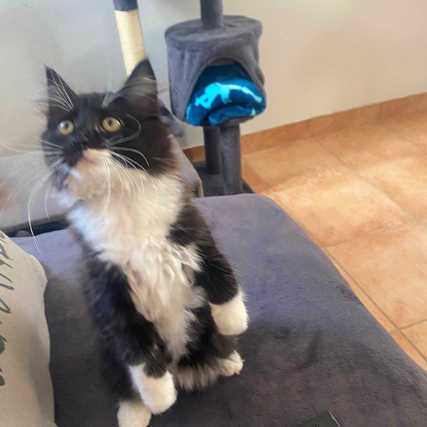 Kikitte participe au concours pour gagner de l'argent avec cette photo : black_and_white, cat, cat_tree, couch, curious, domestic, ears, floor, fluffy, fur, furniture, household, indoor, looking_up, pet, remote_control, sitting, tile_floor, whiskers, wide_eyes