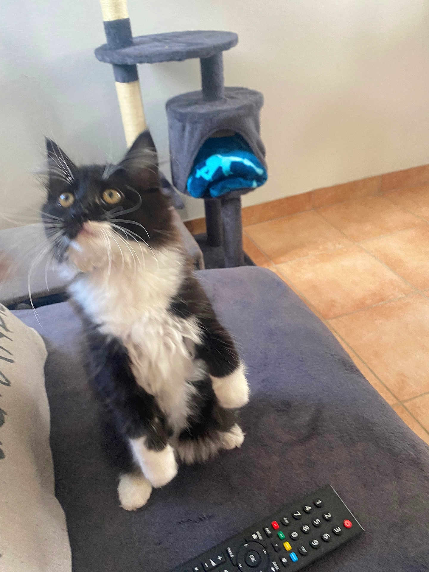Kikitte