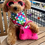 Bailey joined the competition — help win amazing prizes! dog, sunglasses, bandana, pink, plush_handbag, wooden_table, balcony, urban_background, curly_fur, pet_accessories, outdoor, colorful, paw_print, toy, furniture, summer, cute, small_dog, fashion, pet