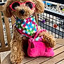 dog, sunglasses, bandana, pink, plush_handbag, wooden_table, balcony, urban_background, curly_fur, pet_accessories, outdoor, colorful, paw_print, toy, furniture, summer, cute, small_dog, fashion, pet