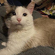 Mipha joined the competition — help win amazing prizes! animal, blanket, cat, close_up, clothing, cozy, curious, domestic, ears, eyes, feline, hand, indoor, pet, portrait, resting, soft_texture, tan_fur, whiskers, white_fur