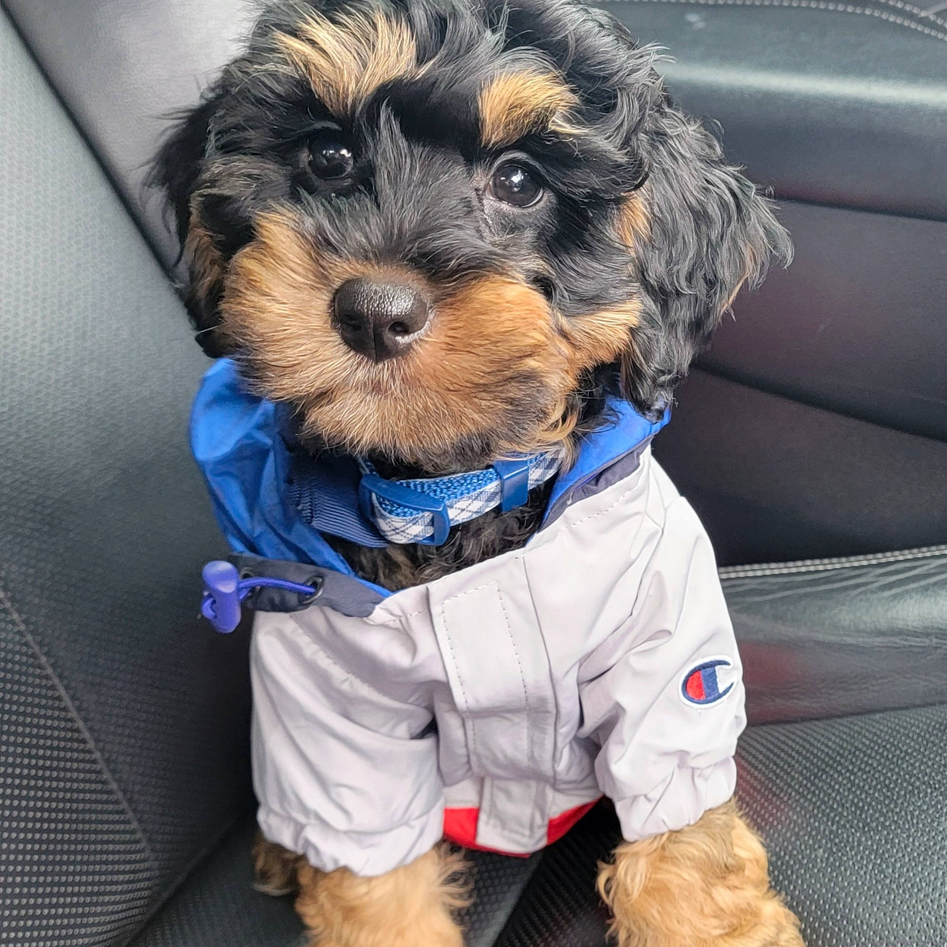 Mookie joined the competition — help win amazing prizes! auto_part, canidae, car, car_seat, car_seat_cover, carnivore, collar, companion_dog, dog, dog_breed, dog_clothes, dog_collar, dog_supply, electric_blue, personal_protective_equipment, sleeve, snout, sporting_group, toy_dog, vehicle